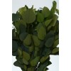 EUCALYPTUS POPULUS PRESERVED 24" Green -OUT OF STOCK